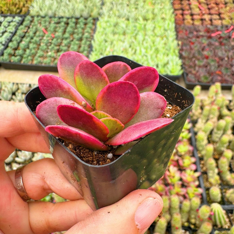 May include: A small succulent plant with red and green leaves in a black plastic pot. The plant is a type of Crassula ovata, also known as a jade plant.
