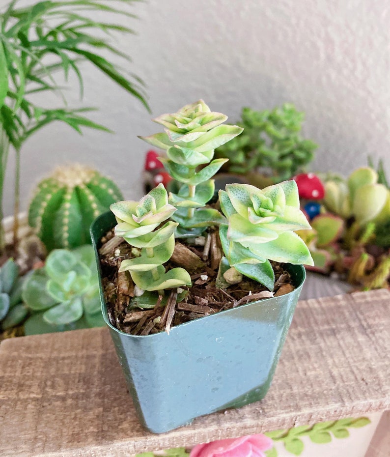 Rare Crassula Perforata 2 inches pot, String of Buttons Variegated Crassula