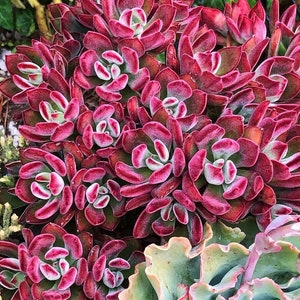 Rare Echeveria Pulvinata "Ruby", ruby blush succulent, Echeveria red Devotion, Red Velvet Echeveria Plant in 2 inches pot