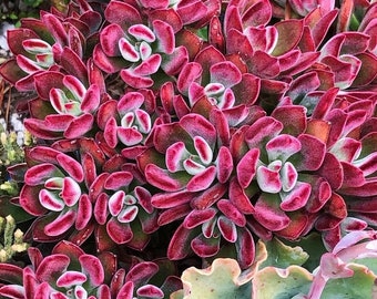 Echeveria pulvinata rare « Ruby », succulente rubis blush, dévotion rouge Echeveria, plante Echeveria rouge velours dans un pot de 2 pouces