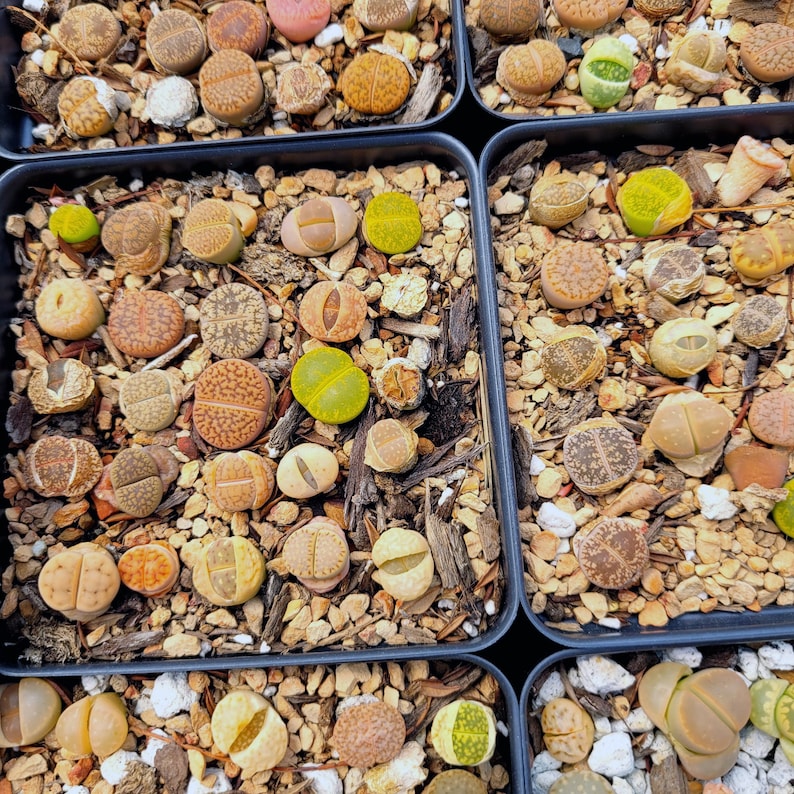 Assorted Lithops in 2 Inches Pot Etsy