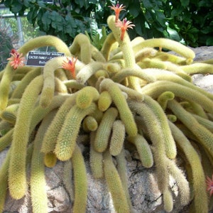 Golden Tail Cactus, Cleistocactus winteri 4 pot image 1
