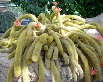 Golden Tail Cactus, Cleistocactus winteri 4" pot