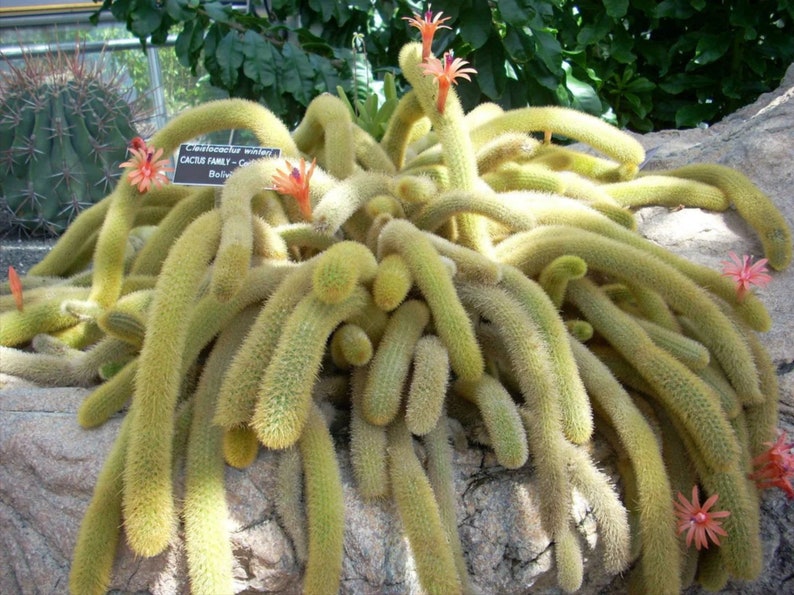 Golden Tail Cactus, Cleistocactus winteri 4 pot image 1