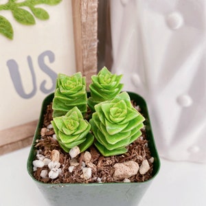 Rare Crassula Perforata 2 inches pot, String of Buttons image 3