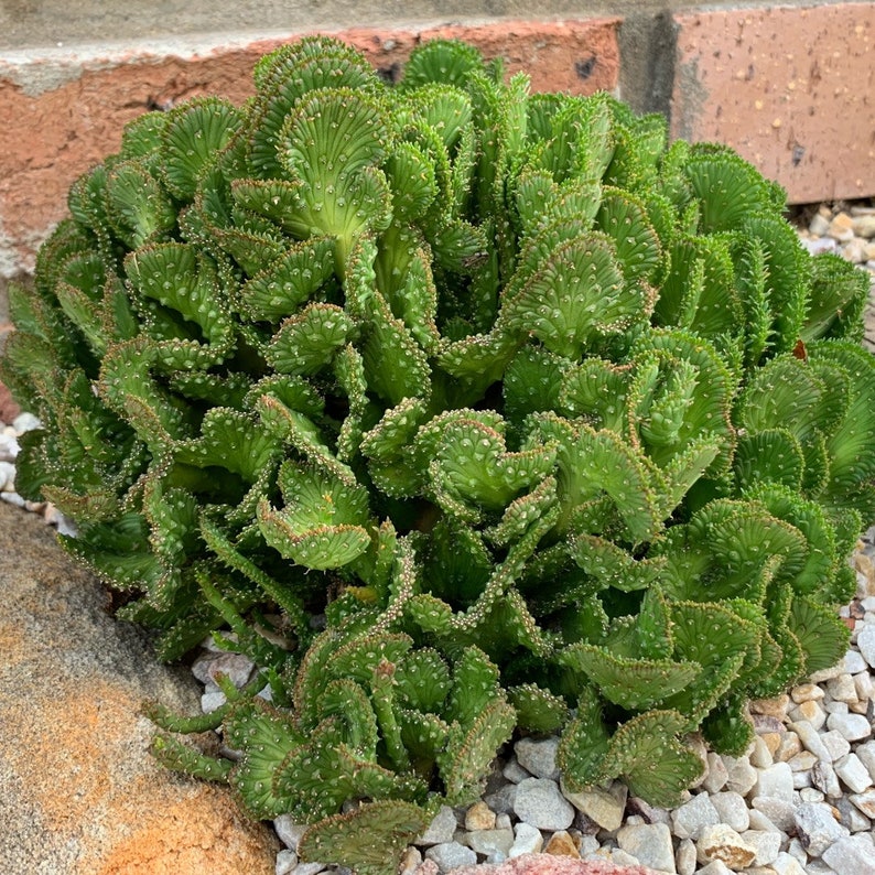Euphorbia Flanaganii F. Cristata Crested Cactus Rare Succulent