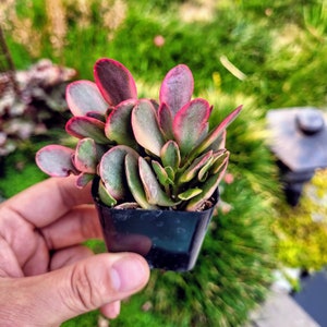 Crassula Platyphylla Variegated in 2&quot; pot