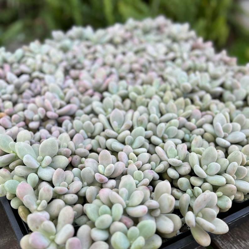 Rare Pink Moonstone Succulents, Pink Pebble Rosette Plants, Pachyphytum Oviferum in 2 inches pot image 3