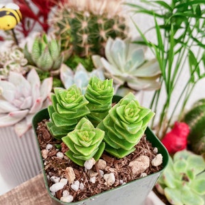 Rare Crassula Perforata 2 inches pot, String of Buttons image 4