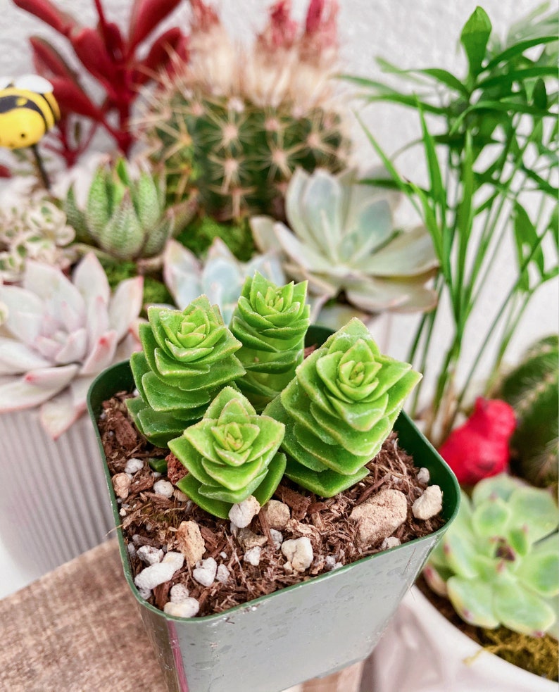 Rare Crassula Perforata 2 inches pot, String of Buttons image 4