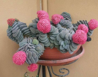 Crassula Morgan’s Beauty, Silver Springtime in 2&quot; 4&quot; pot