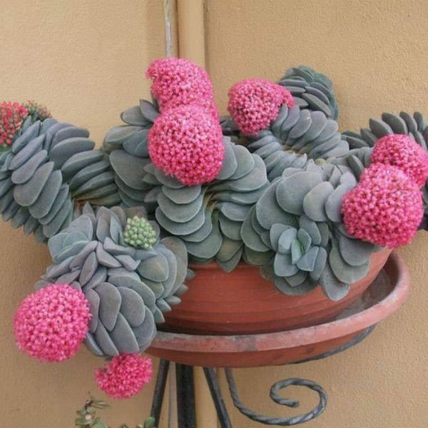 Crassula Morgan’s Beauty, Silver Springtime in 2" 4" pot