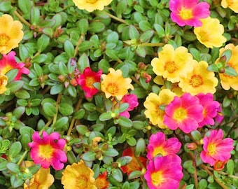 Portulaca Grandiflora, Moss Rose with Yellow Bloom and Pink Bloom