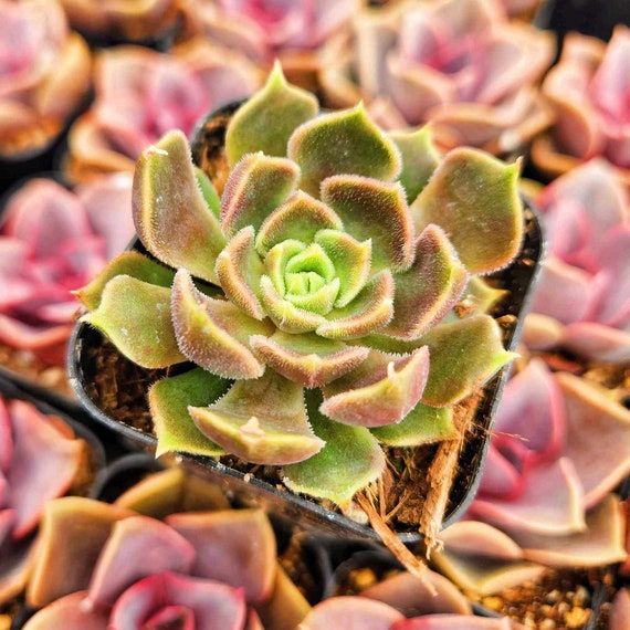 indoor grow light bulb NorbBOTANIC main image 1