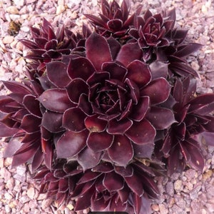 Sempervivum Jungle Shadows succulent in 2" or 4" pot