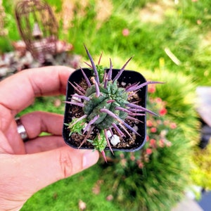 Euphorbia Ferox, Euphorbia enopla cactus dans un pot de 2 ou 4 image 2