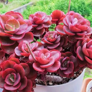 May include: A close-up of a succulent plant with red leaves arranged in a rosette pattern. The plant is potted in a white pot and is surrounded by other succulents.