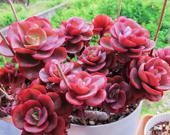 May include: A close-up of a succulent plant with red leaves arranged in a rosette pattern. The plant is potted in a white pot and is surrounded by other succulents.