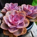 see more listings in the 2" Pot Succulent section