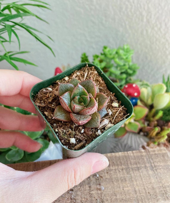 succulent candles Succulent Candle with Concrete Vessel