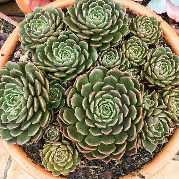 Echeveria Olivia 2 Inches Pot - Etsy