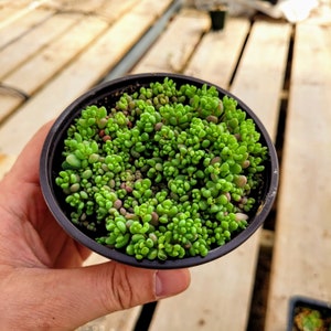 Sedum Dasyphyllum Major 2 inches pot 4" pot