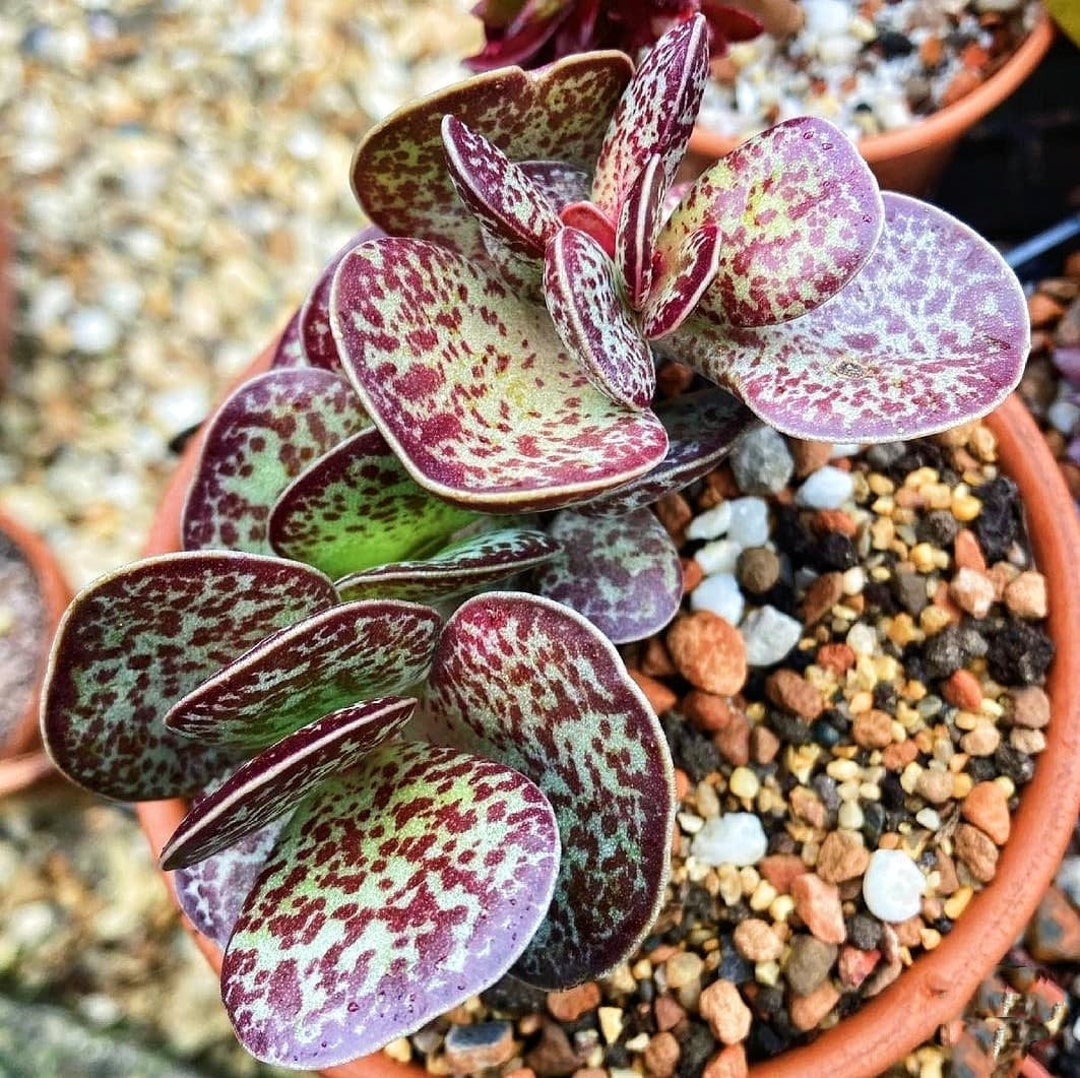 Adromischus Maculatus Calico Hearts Chocolate Drop 2" Succulent