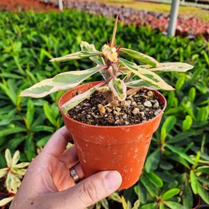 Rare Variegated Euphorbia Milii With Red Bloom, the Crown Of Thorns Christ plant Christ thorn 4 inch pot image 4