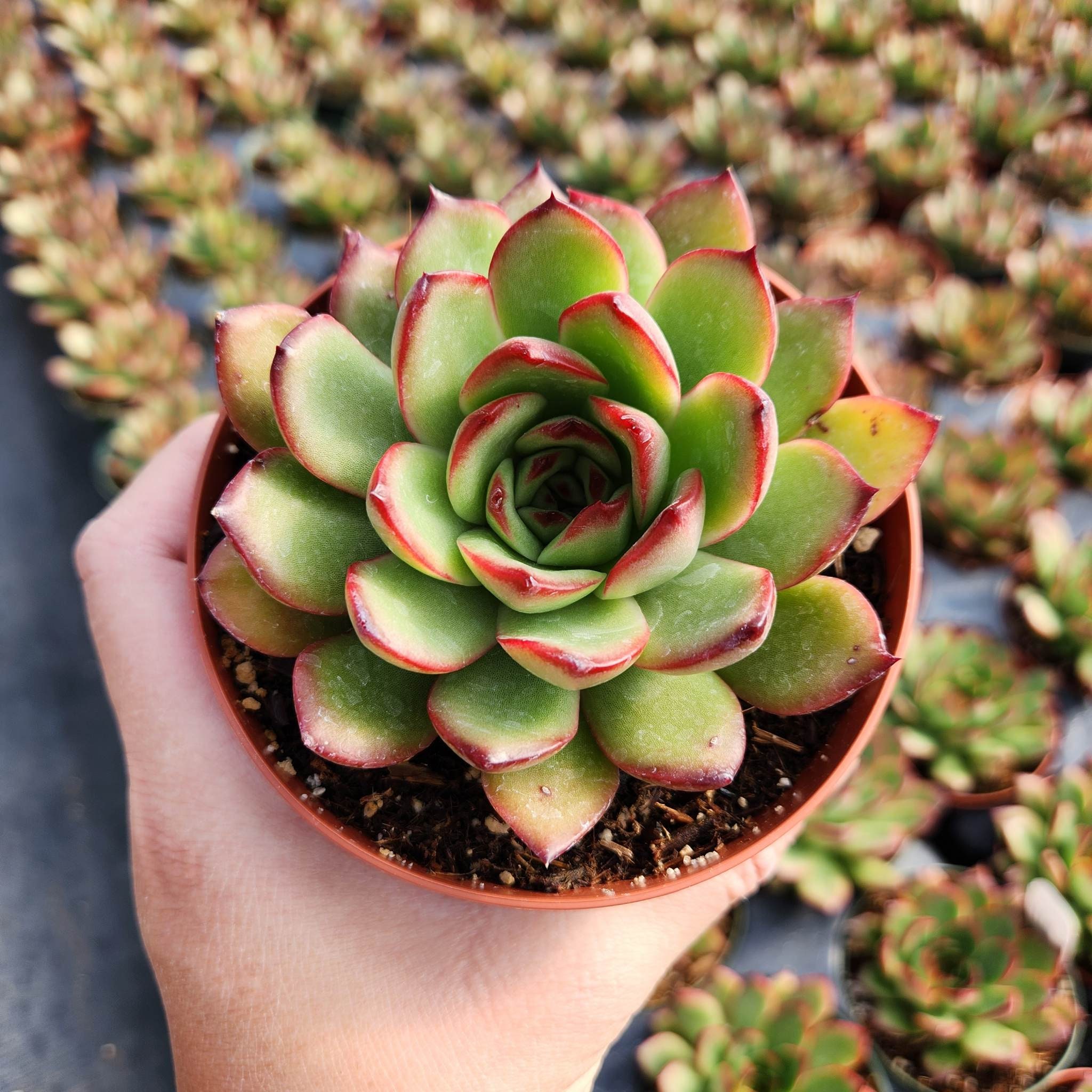 Echeveria Agavoides Lipstick, Red Tip, 2 or 4 inches pot - Etsy 日本