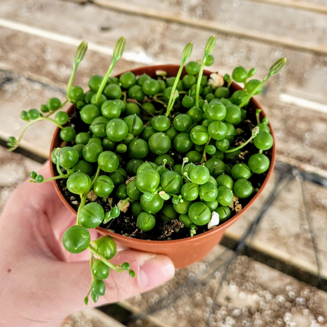 String of Pearl Succulent, Senecio Rowleyanus, String of Pearls 4