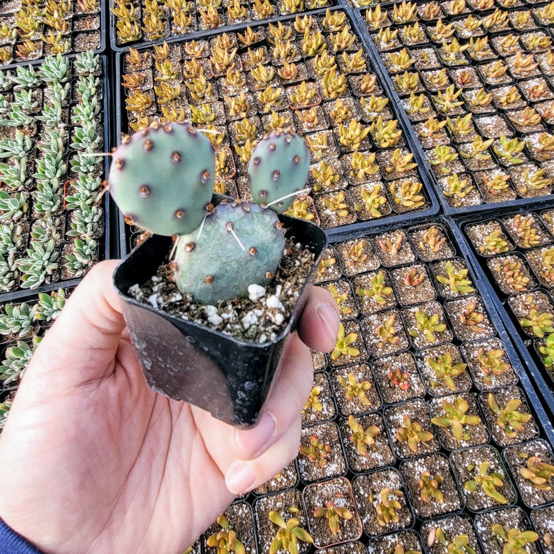 White Angel Bunny Ears Prickly Pear, Angel Bunny Ears Cactus, Polka Dot Cactus, Honey Bunny, Opuntia Microdasys Albispina in 2 inches pot image 5