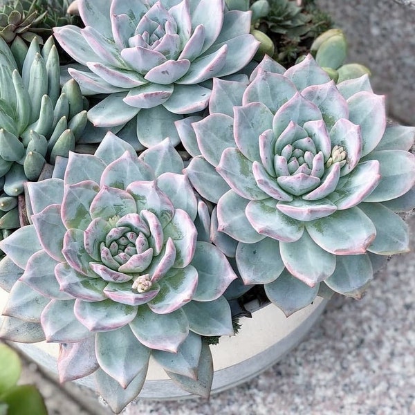 Echeveria Blue Bird Succulent - 2 inches pot