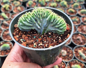 Blue Myrtillocactus Geometrizans Cristata, Crested Blue Candle Cactus in 4" pot