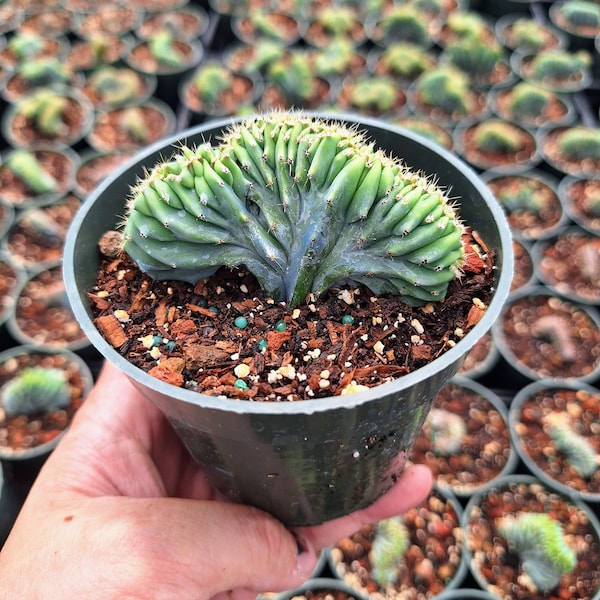 Blue Myrtillocactus Geometrizans Cristata, Crested Blue Candle Cactus in 4" pot