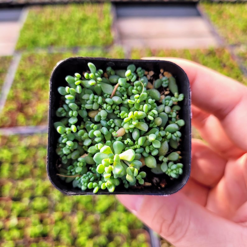 Sedum Dasyphyllum Major 2 inches pot 2" pot