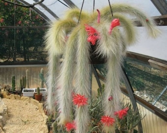 Monkey Tail Cactus, Cleistocactus colademononis 4&quot; pot
