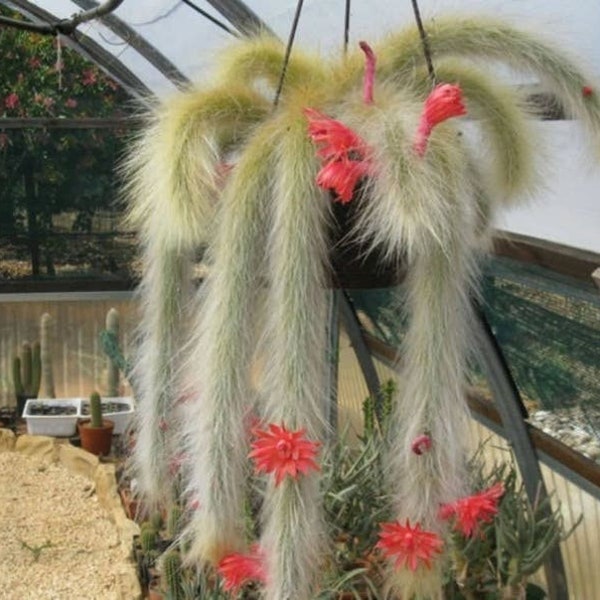 Monkey Tail Cactus, Cleistocactus colademononis 4" pot