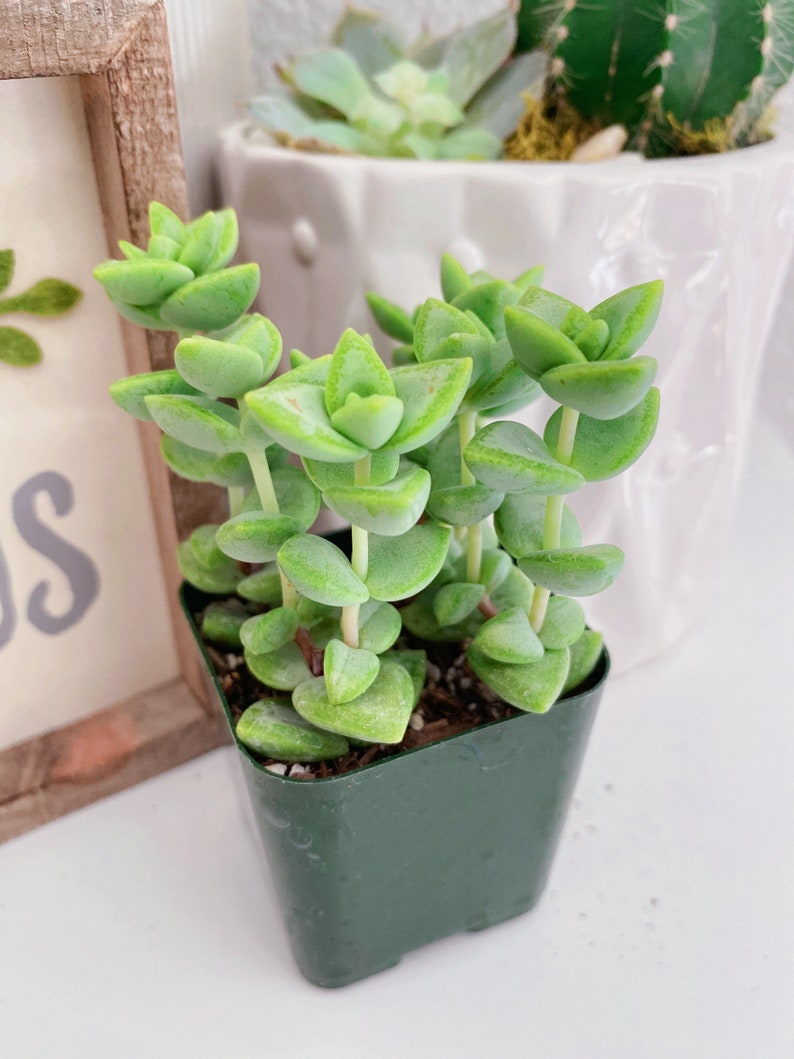 RARE Crassula Rupestris 2 inches pot, Kebab bush, Rosary Vine image 4