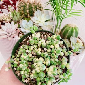 May include: A small green and white succulent plant with round leaves in a black pot. The plant is surrounded by other succulents and a palm plant.