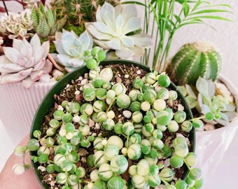 Variegated String of Hearts Plant (4" Pot)