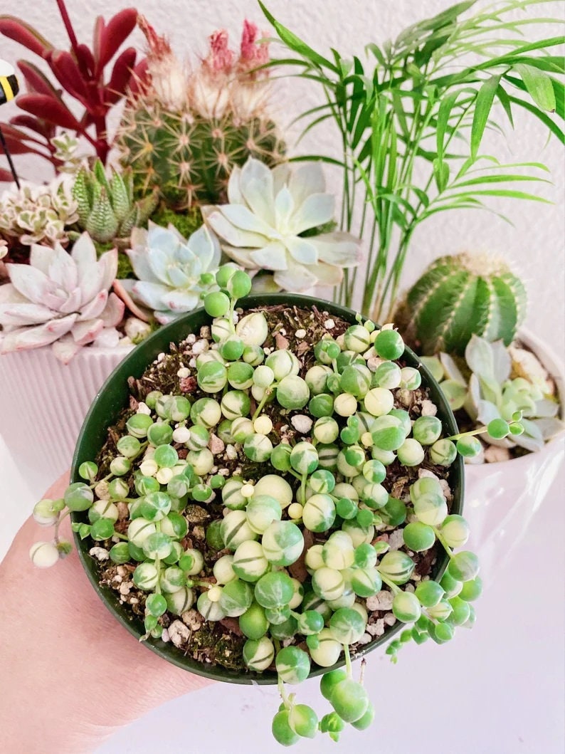 May include: A small green and white succulent plant with round leaves in a black pot. The plant is surrounded by other succulents and a palm plant.