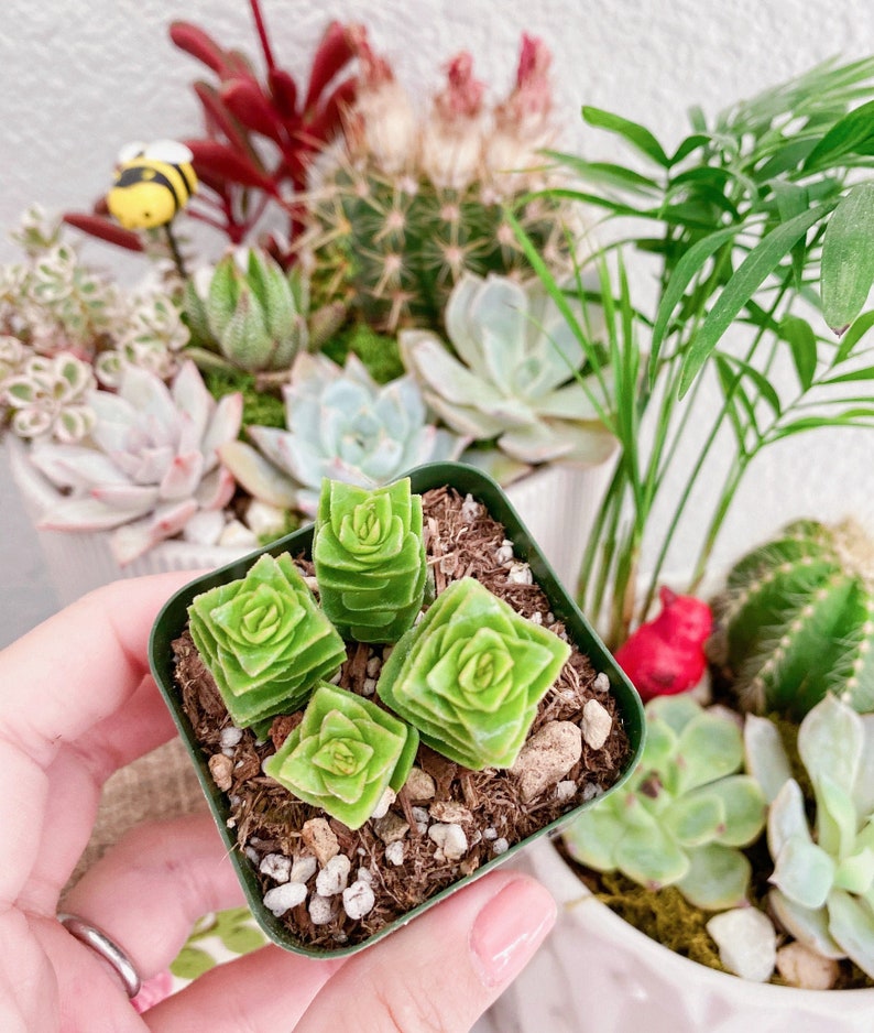 Rare Crassula Perforata 2 inches pot, String of Buttons image 2