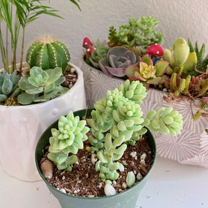 Burro's Tail Succulents Plants, Sedum Morganianum, Donkey's Tail in 4 inches pot image 2