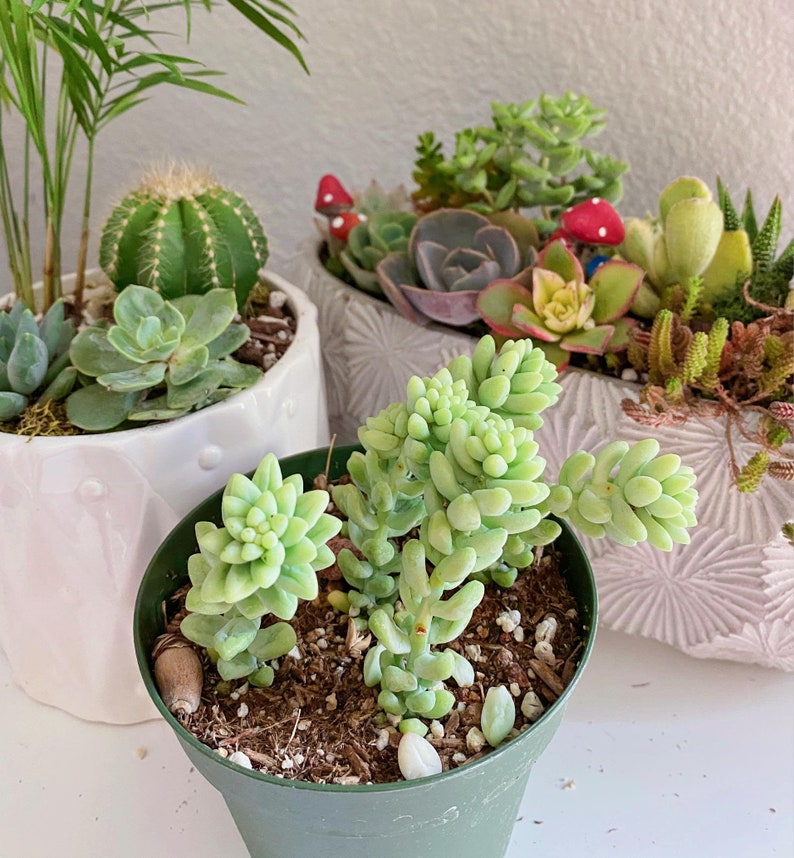 Burro's Tail Succulents Plants, Sedum Morganianum, Donkey's Tail in 4 inches pot image 2