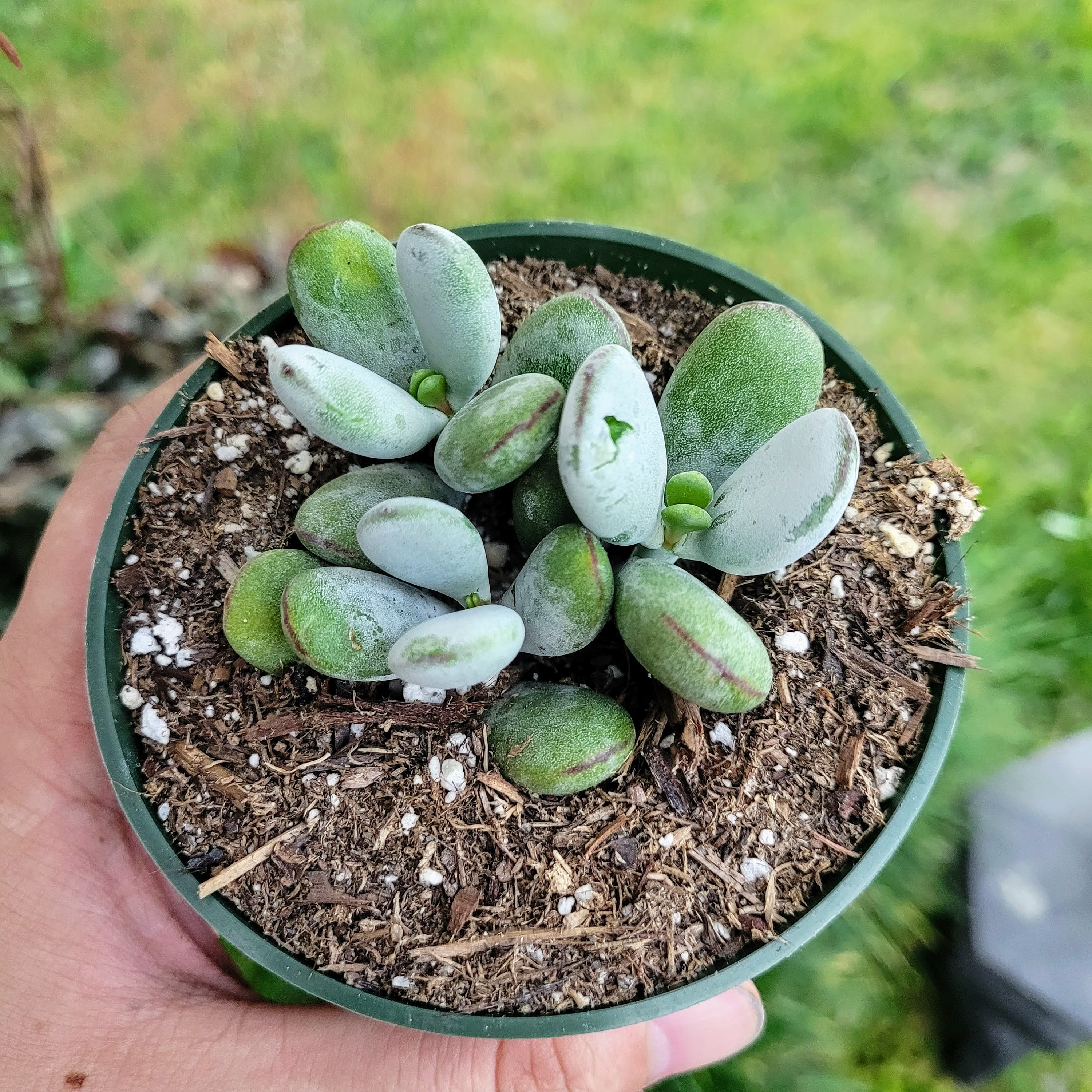 Rare Cotyledon Orbiculata Higginsiae, Round-leafed Navel-wort, Pig's ...