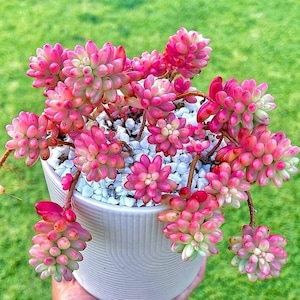 Sedum Rubrotinctum Aurora, Pink Jelly Beans 2 inches pot