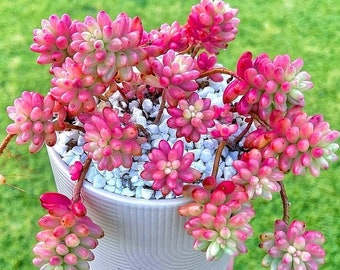 Sedum Rubrotinctum Aurora, Pink Jelly Beans 2 inches pot