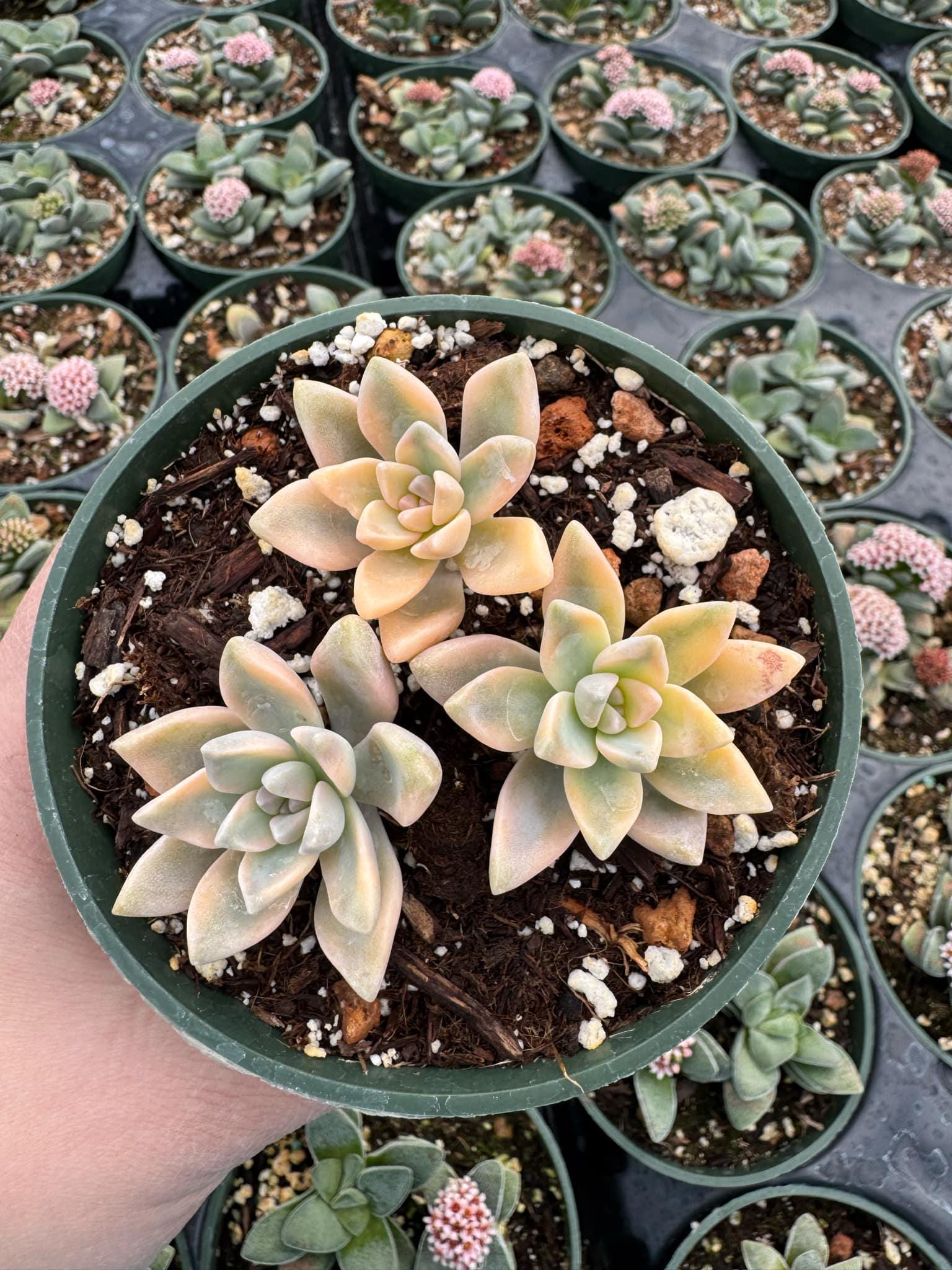 M✧succulent ·͜· ︎︎ᕷ Rare Pink Moonstone Succulent (2 Inch Potted Pachyphytum
