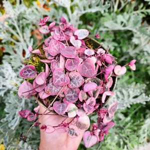 May include: A potted String of Hearts plant with heart-shaped leaves in shades of pink and green. The plant is in a small, decorative pot, and the leaves cascade over the edges. The background features blurred greenery.