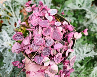 Variegated String of Hearts, Ceropegia Woodii, VSOH, Rosary Vine, Sweetheart Vine in 2", 4" pot